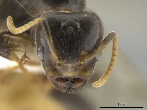 Azteca nigra - CASENT0628892