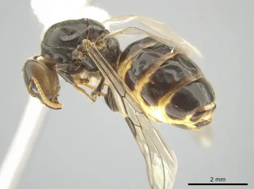 Azteca nigra - CASENT0628892