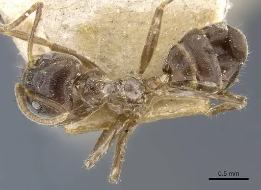 Azteca nigra - CASENT0905109