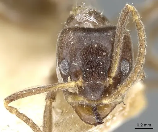 Azteca nigra - CASENT0905109