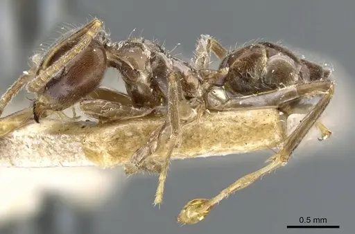 Azteca nigra - CASENT0905109