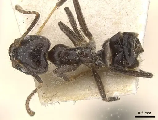 Azteca nigra - CASENT0909706