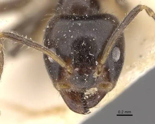 Azteca nigra - CASENT0909706