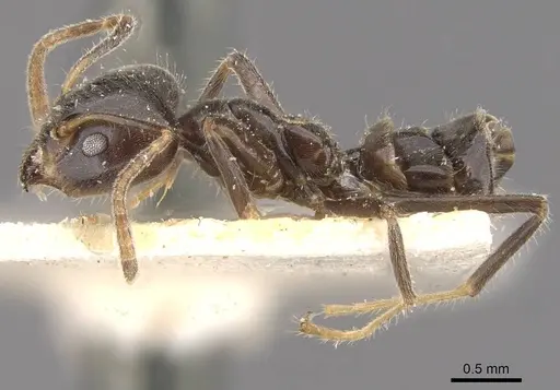 Azteca nigra - CASENT0909706