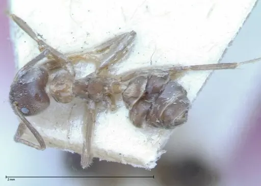 Azteca nigra - FOCOL0068-1