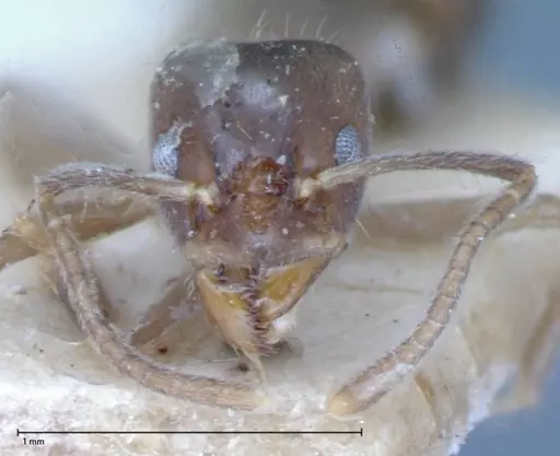 Azteca nigra - FOCOL0068-1