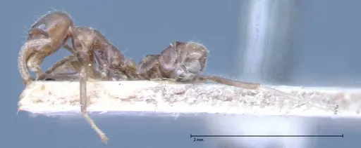 Azteca nigra - FOCOL0068-1