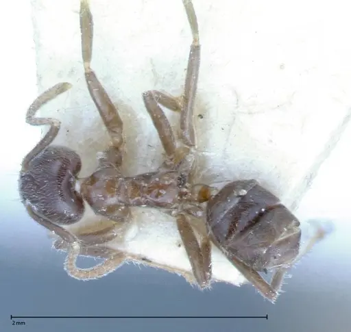 Azteca nigra - FOCOL0068-2