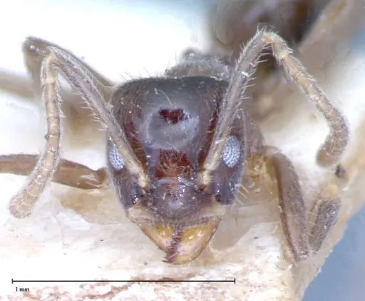 Azteca nigra - FOCOL0068-2