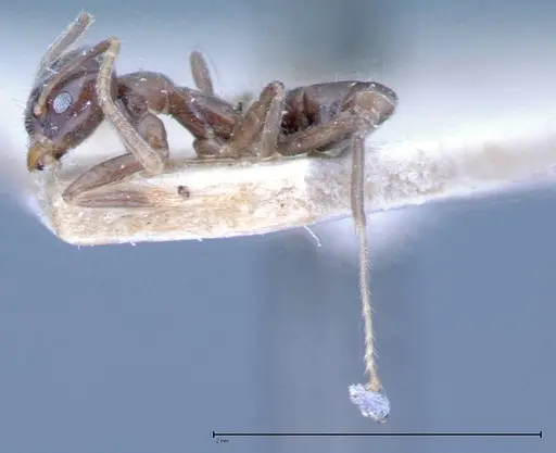 Azteca nigra - FOCOL0068-2