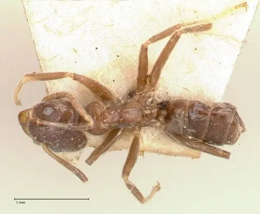 Azteca nigra - FOCOL0716