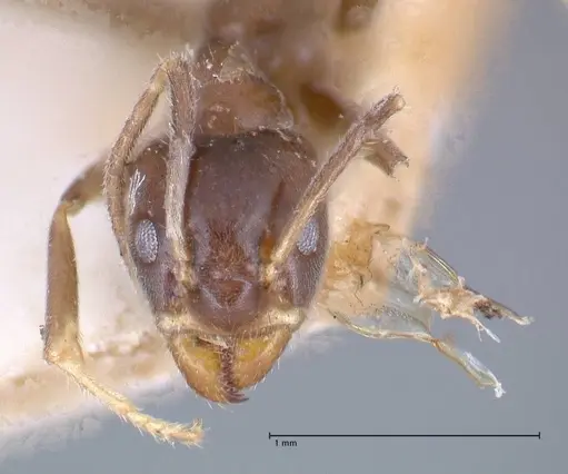 Azteca nigra - FOCOL0716