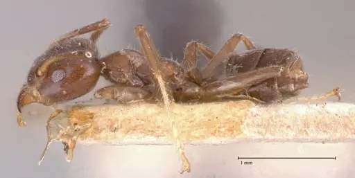 Azteca nigra - FOCOL0716