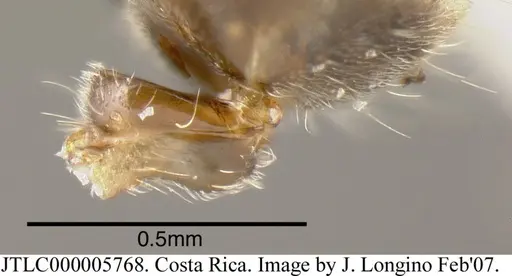 Azteca nigra - JTLC000005768