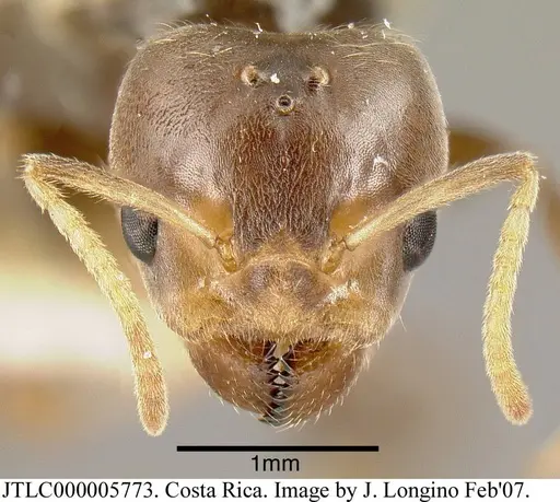 Azteca nigra - JTLC000005773