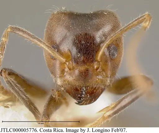 Azteca nigra - JTLC000005776