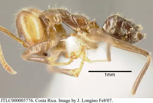 Azteca nigra - JTLC000005776