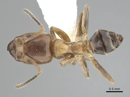 Azteca nigricans specimen