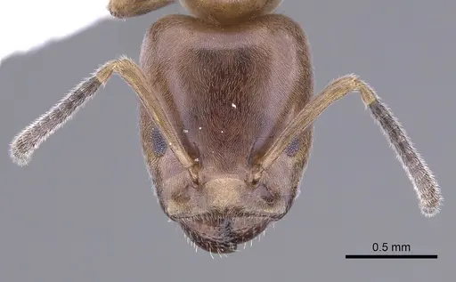 Azteca nigricans specimen