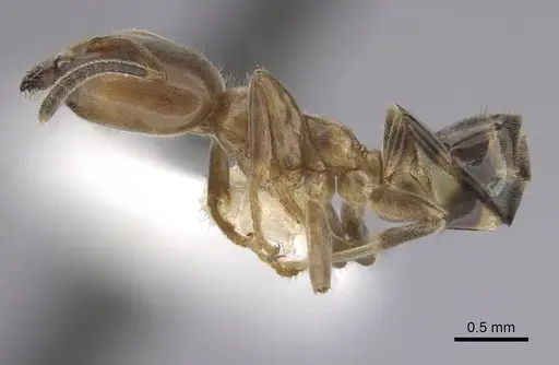 Azteca nigricans specimen