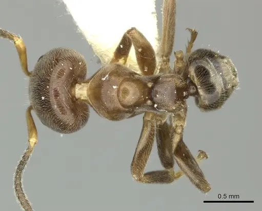 Azteca nigricans - CASENT0619165