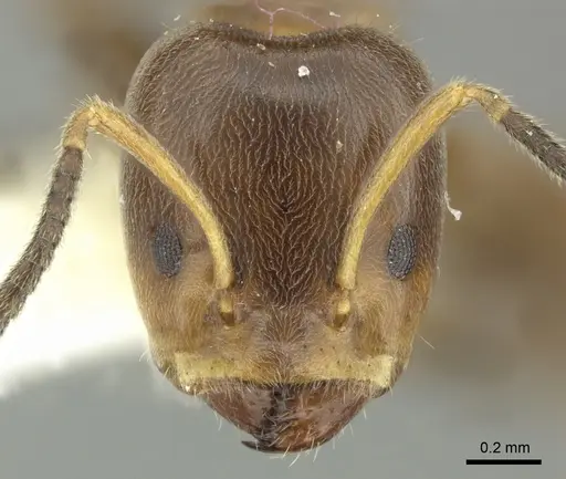 Azteca nigricans - CASENT0619165