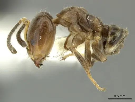 Azteca nigricans - CASENT0619165