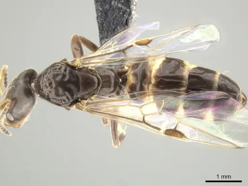 Azteca nigricans - CASENT0649883