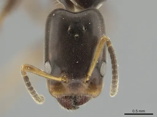 Azteca nigricans - CASENT0649883