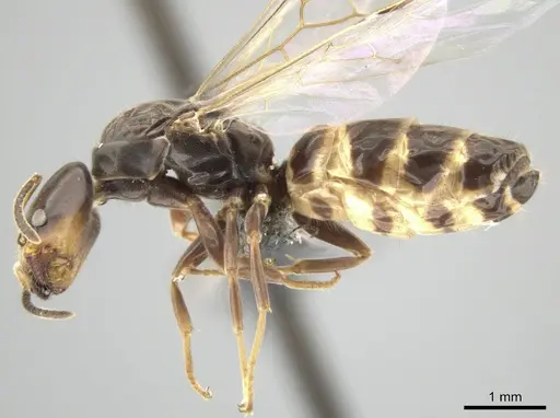 Azteca nigricans - CASENT0649883