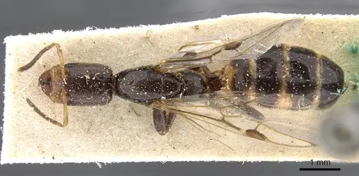 Azteca nigricans - CASENT0909625