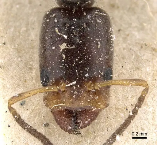 Azteca nigricans - CASENT0909625