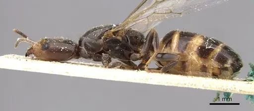 Azteca nigricans - CASENT0909625