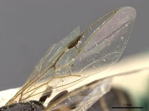 Azteca nigricans - CASENT0909625