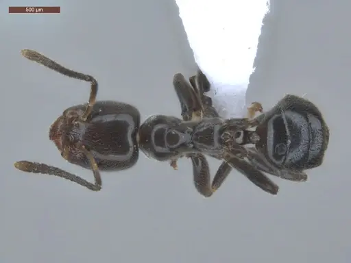 Azteca nigricans - ECOFOG-HC-0035