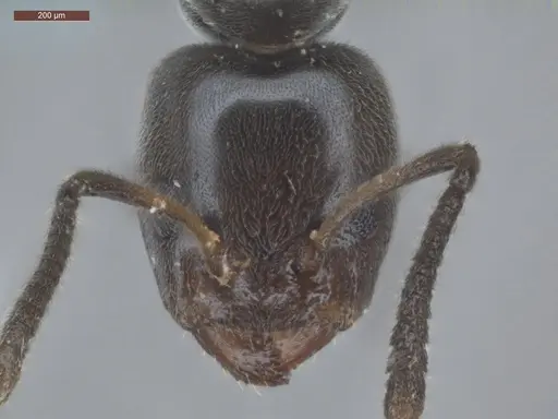 Azteca nigricans - ECOFOG-HC-0035