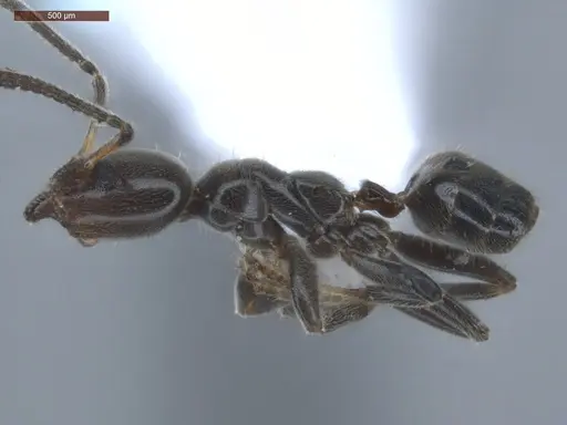 Azteca nigricans - ECOFOG-HC-0035