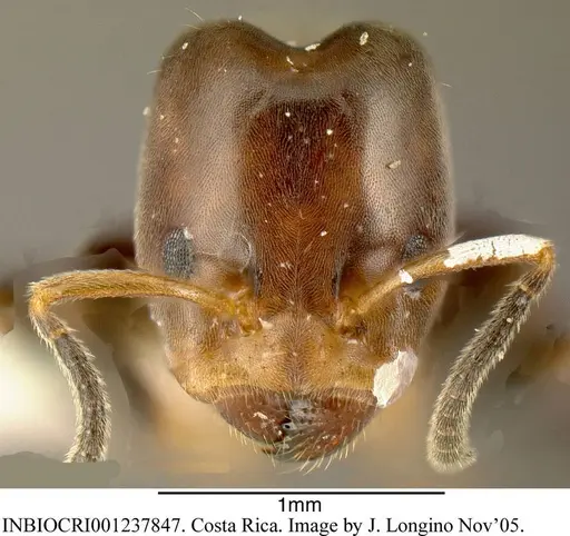 Azteca nigricans - INBIOCRI001237847