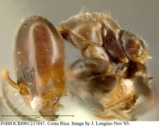 Azteca nigricans - INBIOCRI001237847