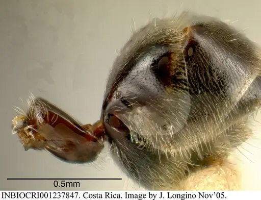 Azteca nigricans - INBIOCRI001237847