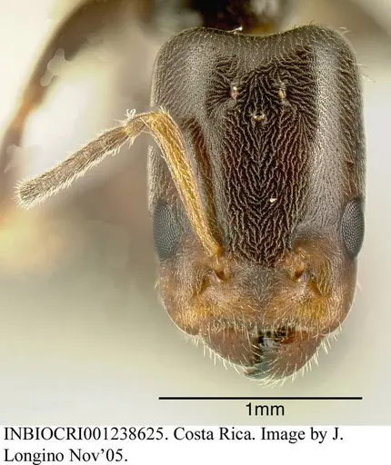 Azteca nigricans - INBIOCRI001238625