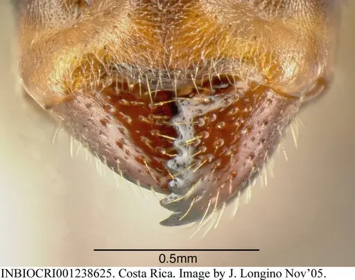 Azteca nigricans - INBIOCRI001238625