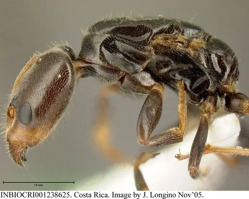 Azteca nigricans - INBIOCRI001238625