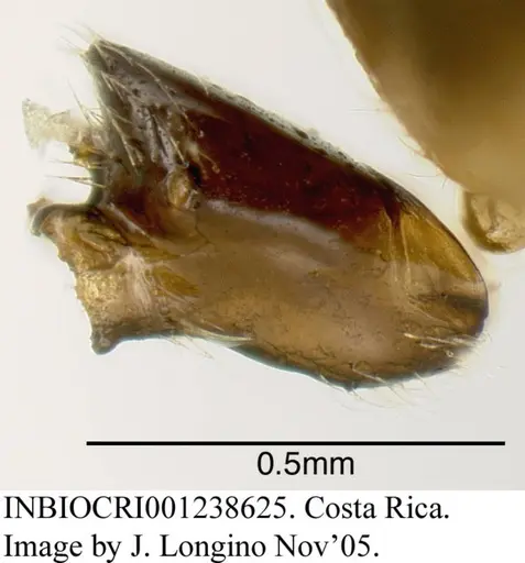 Azteca nigricans - INBIOCRI001238625