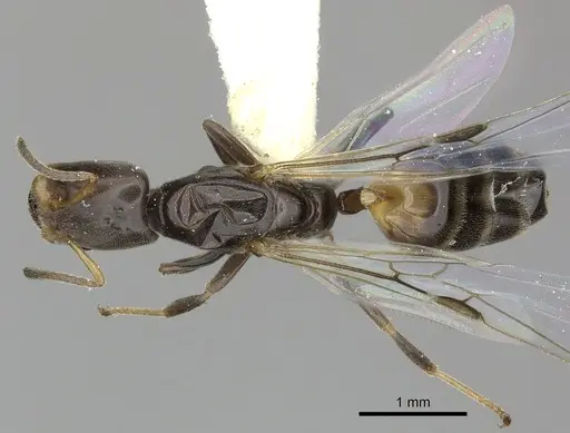 Azteca nigricans - INBIOCRI001254181