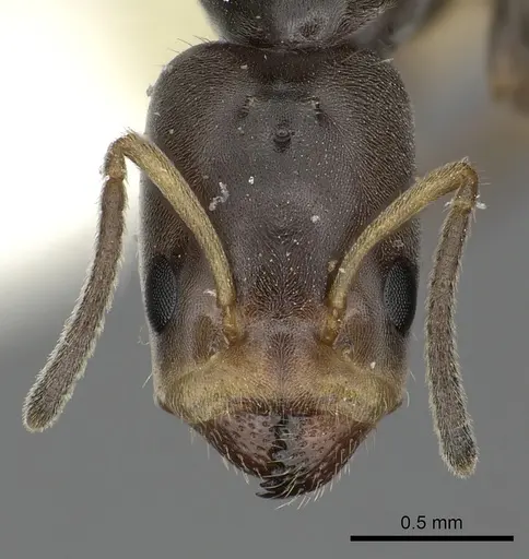 Azteca nigricans - INBIOCRI001254181