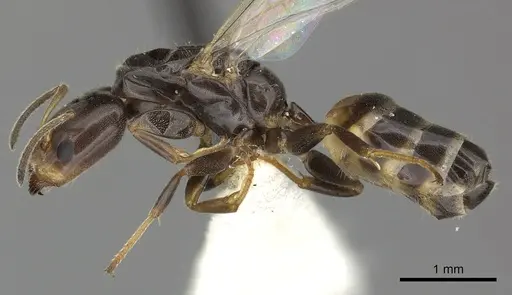 Azteca nigricans - INBIOCRI001254181