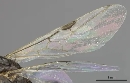 Azteca nigricans - INBIOCRI001254181