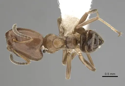 Azteca nigricans - JTLC000009529