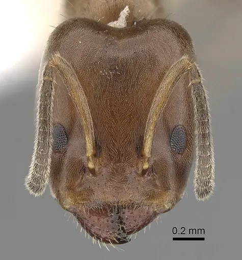 Azteca nigricans - JTLC000009529